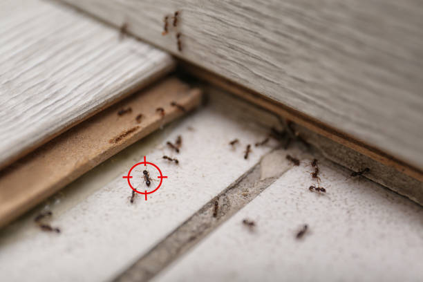 Best Cockroach Control Services  in Elbow Lake, MN